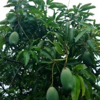 Srivatsa mango